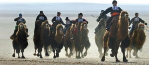 mongolian camels