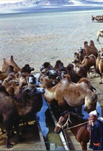 mongolian bacterian camels drinking water in gobi
