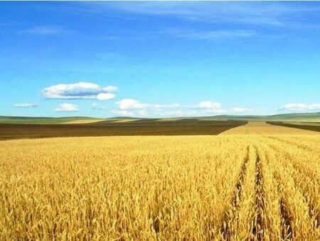 Agricultural Farming in Mongolia