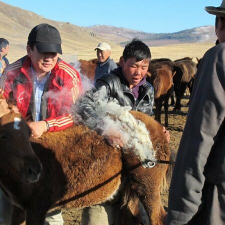 How Do Mongolians Board Their Foals?