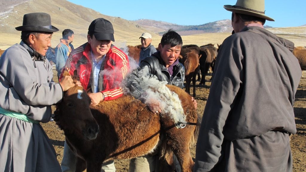 How Do Mongolians Board Their Foals