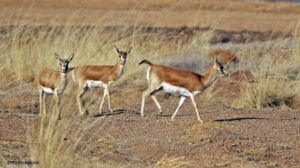 young antelopes