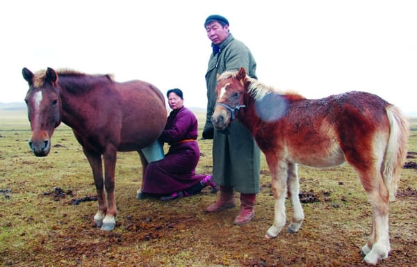 Mongolian Traditional Fermented Mare Milk Airag