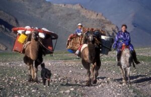 Families moving by camels
