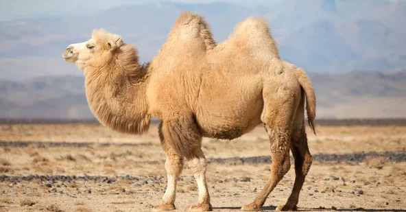 camel wool
