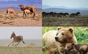 Environmental protection in Mongolia from the ancient time