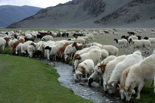 sheep wool 2