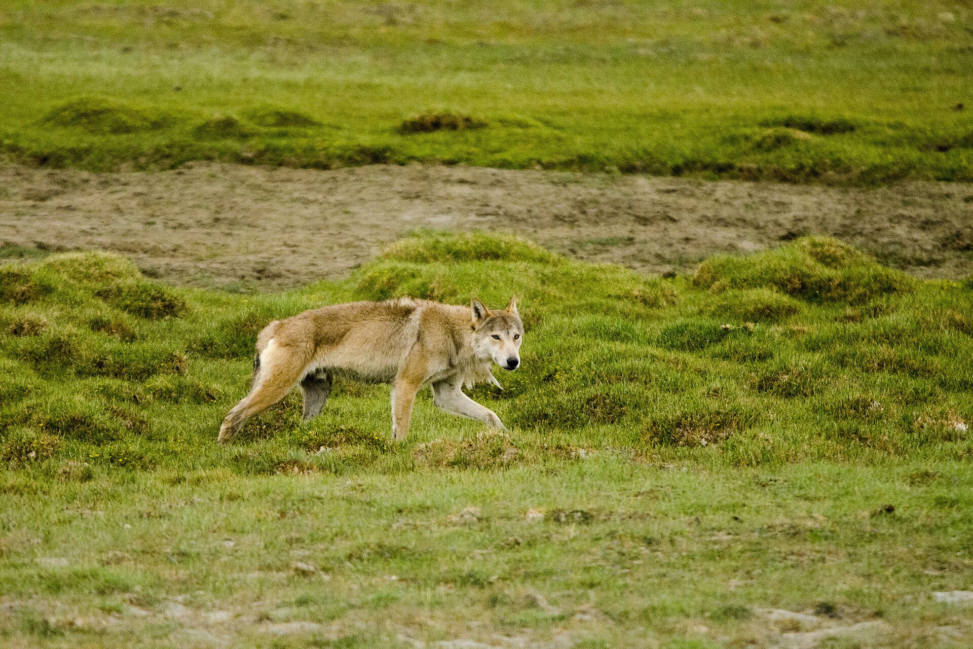 The Brave Mongolian Wolf: Stories of Survival 58 Asian wolf standing alert in the rain