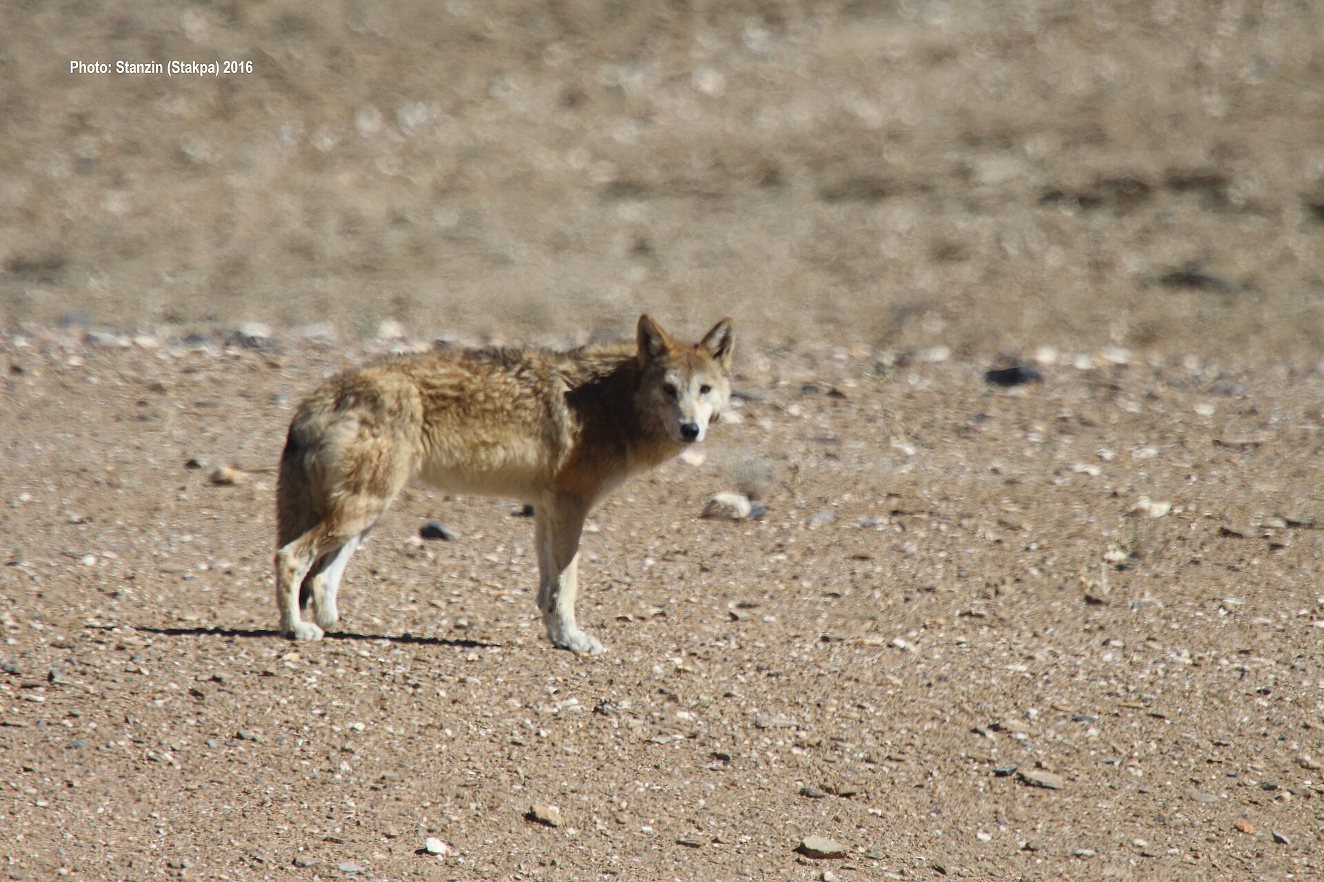Mongolian Steppe Wolf: A Story of Destiny and Freedom 57 Mongolian wolf standing in a rocky highland landscape